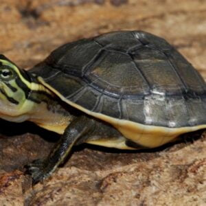 Asian Box Turtle-Asian-Box-Turtle.jpg