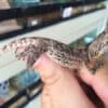 Australian Frilled Dragon-Australian-Frilled-Dragon.jpg
