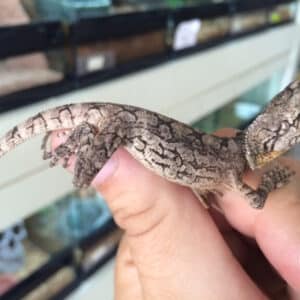 Australian Frilled Dragon-Australian-Frilled-Dragon.jpg