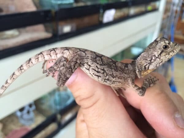 Australian Frilled Dragon-Australian-Frilled-Dragon.jpg