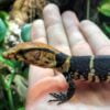 Dumerils Monitor-Dumerils-Monitor.jpg