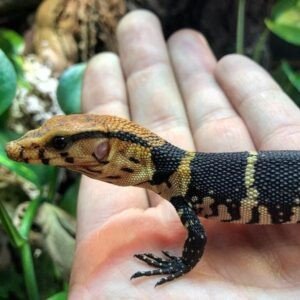Dumerils Monitor-Dumerils-Monitor.jpg