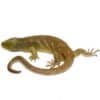 Hypo Monkey Tail Skink-Hypo-Monkey-Tail-Skink.jpg