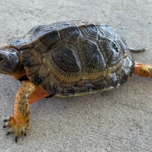 North American Wood Turtle
