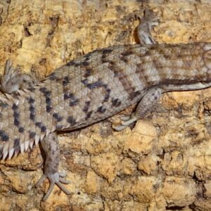 Pigmy Spiny-Tailed Skink-Pigmy-Spiny-Tailed-Skink.jpeg